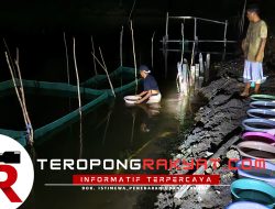 Jalin Kerjasama Dengan PT. Samudra Riski Sentosa, Haji Abdul Karim Baco Tebar 1 Juta Ekor Benih Udang Faname 