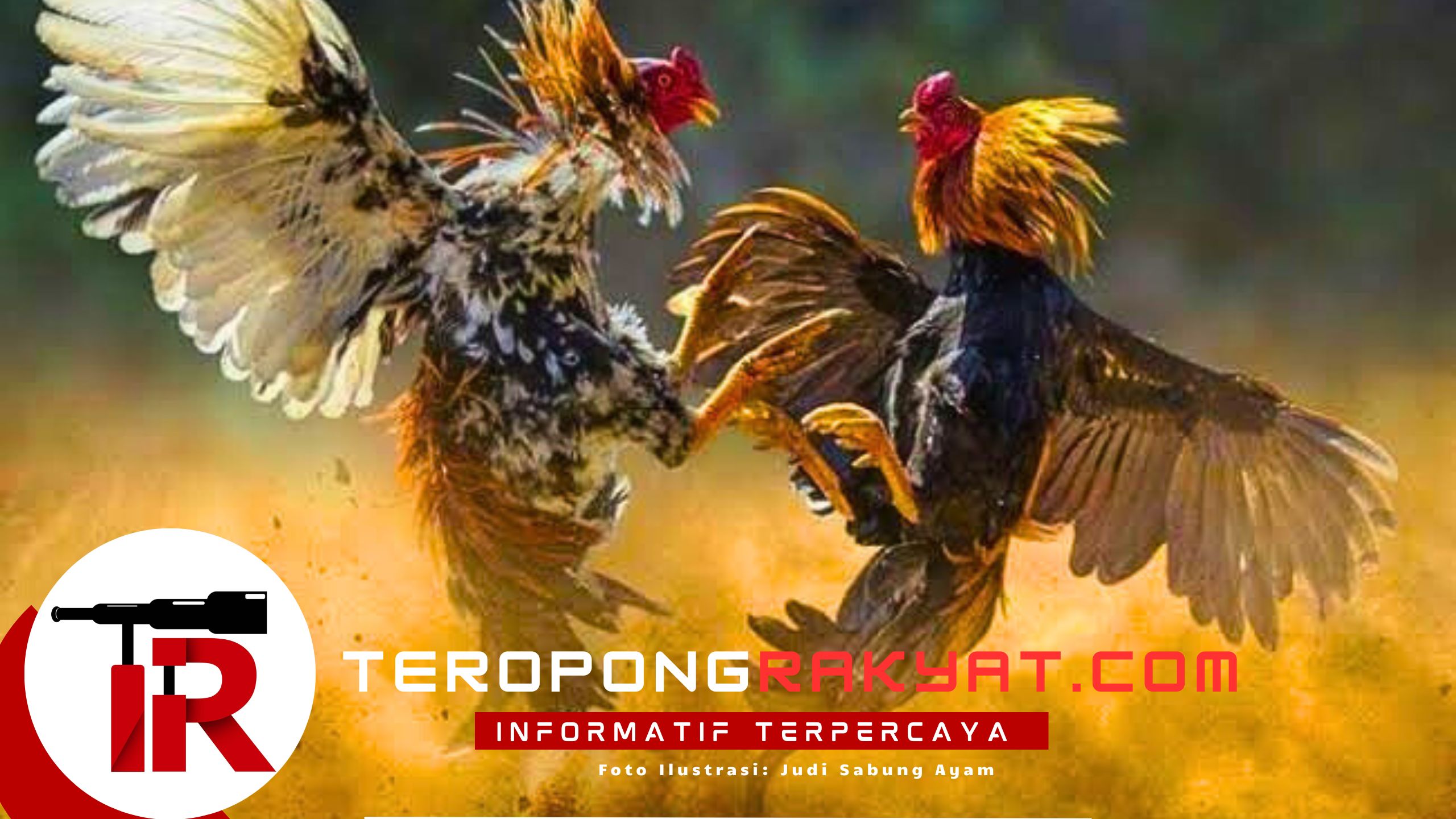 Diduga Punya Bekingan Kuat, Aktivitas Judi Sabung Ayam Milik Aldi di Bengkol Tak Tersentuh Polisi