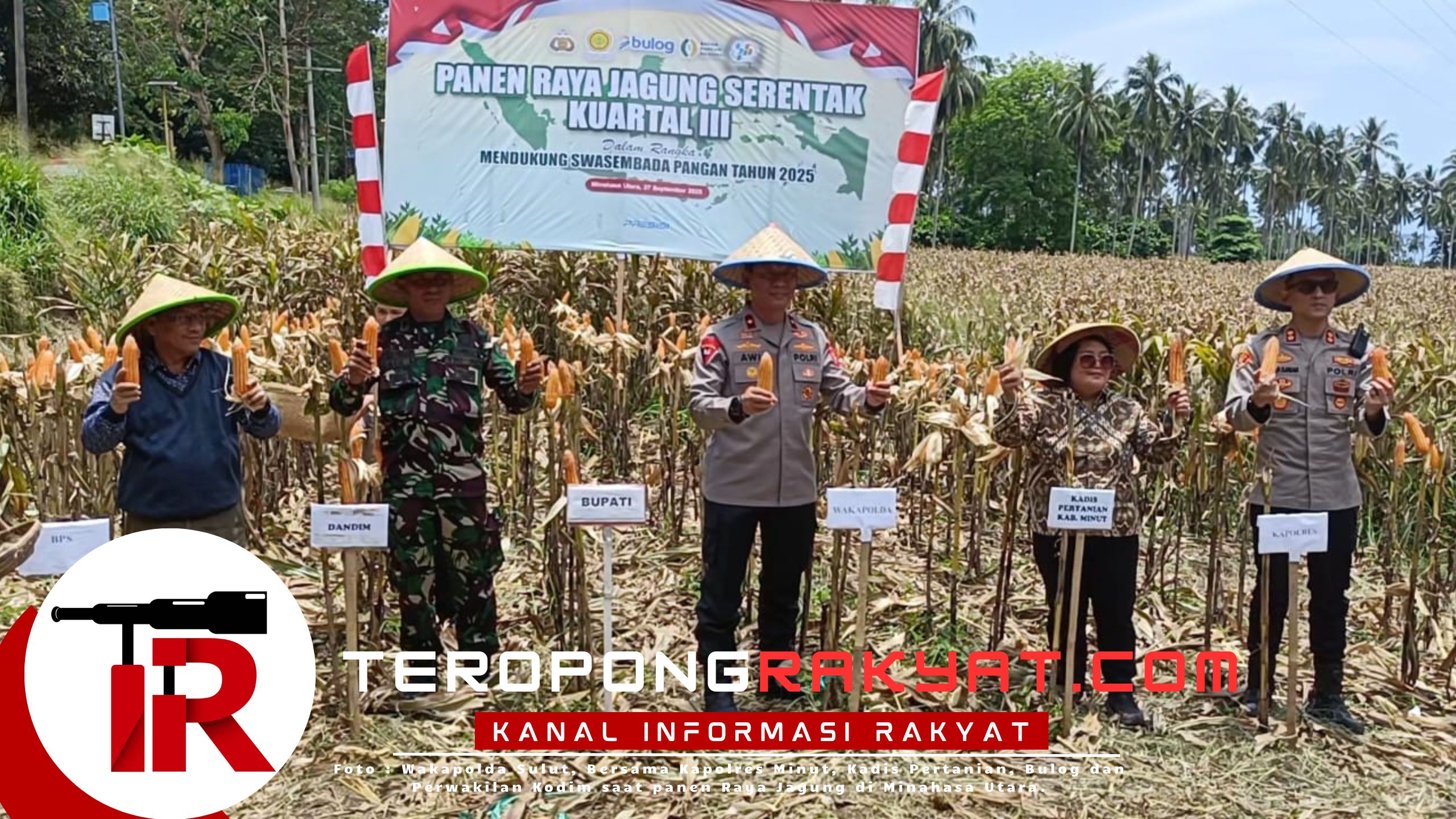 Polda Sulut Gelar Panen Raya Jagung 120 Ton Serentak, Dukung Swasembada Pangan Nasional 2025