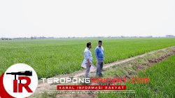 Menteri Nusron Pastikan Lahan Kawasan Industri Indramayu Aman dari LSD