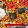 Harga Rica di Sangihe Melonjak Tembus Rp180 Ribu per Kilogram Akibat Kemarau Panjang