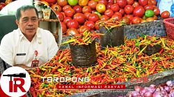 Harga Rica di Sangihe Melonjak Tembus Rp180 Ribu per Kilogram Akibat Kemarau Panjang