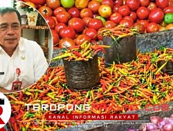Harga Rica di Sangihe Melonjak Tembus Rp180 Ribu per Kilogram Akibat Kemarau Panjang